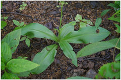 Habenaria ovalifolia